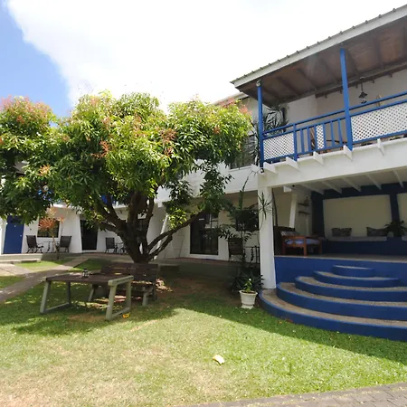 Bananaquit Tobago -Stay Near The Beach-3
