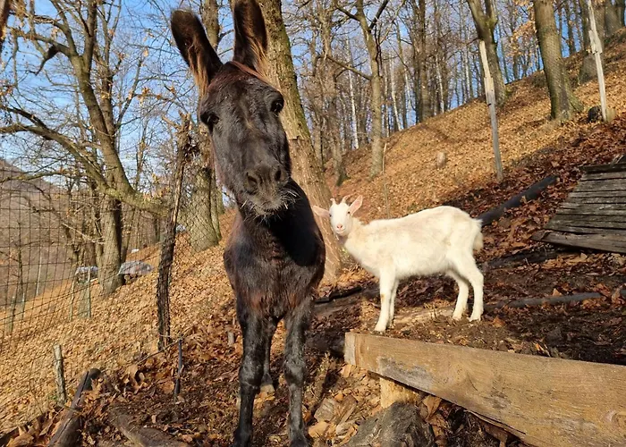 B&B IDUEVAGAMONDI immerso nel bosco tra le MONTAGNE con area benessere come EXTRA